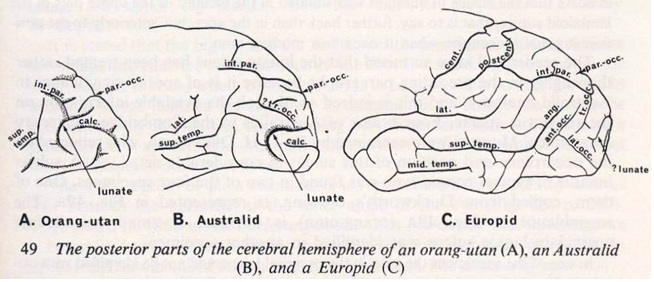 Cerveau d'un orang outang, d'un aborigène d'Australie et d'un européen