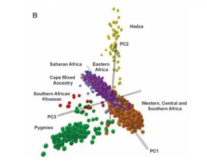 genetic cluster african races