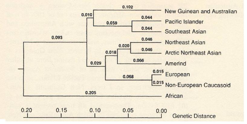 races humaines human races populations genetic